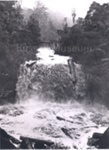 Photo: Kauri logs going down river; 01/139