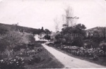 Photo: Beresford Street, Russell, on left hawthorn hedge on boundry of Catholic property, c1935; 97/963