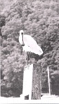 Photo: Australian Spoonbill taken at Matauwhi Bay, Russell, 1973; 97/1461