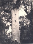 Photo: Kauri tree with three men at the base; 01/115
