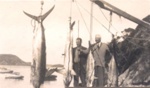 Four photos: a) two anglers with gamefish. b) H. Vipond and G. Warne with fish. c) "Alma G" and anglers. d) Hammerhead shark on Russell wharf.; 97/644