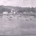 Photo: Russell regatta day 1913 and Russell regatta committee; 97/896