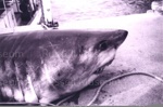 Photo: Head of great white shark caught by Nat and Adam Davey, Bay of Islands, 1997; 97/1745/1