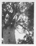 Photo: Tane Mahuta; 08/71 Photo: Tane Mahuta; 08/71
