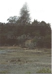 Photo: Norfolk pine, Te Wahapu Reserve, 1988; 99/311/2