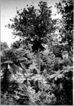 Photo: Kauri tree surrounded by native bush; 07/10