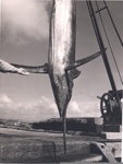 Photo: Gamefish on crane at Russell wharf.; 97/661