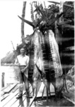 Photo: Unknown angler (Dick) with marlin at Deep Water Cove c1930's; 13/064