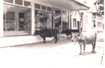 Photo: The Strand, Russell, with three cows outside the general store, c1950's; 97/1009