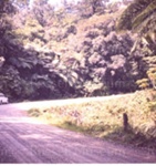 Photo: Ngaiotonga Gorge, c1960; 99/1490