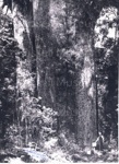 Photo: A H Reed standing at base of kauri 1962; 01/152