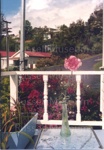 Photo: View from Kauri Cottage, corner of Matauwhi Bay Rd and Robertson Rd, c1980's; 97/1683/2