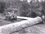 Photo: Bulldozer dragging half kauri log; 01/130