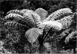 Photo: NZ Tree fern; 07/11