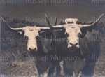 Framed photo of bullocks; RM633