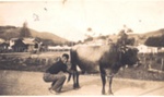 Photo: Norm Vitali milking a cow, York Street, Russell c1930; 03/21