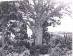Photo: Kauri tree in bush; 01/124