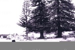 Photo: Norfolk pines at Tapeka 2000; 01/44/10