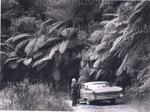 Photo: A H Reed, car and tree ferns 1962; 01/153