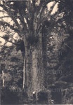 Photo: Giant kauri tree, Waipoua State Forest; 01/119