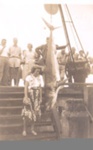 Photo: Nancy King with mako shark, Russell wharf, 1948; 97/635