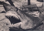 Photo: Mako shark, showing teeth; 97/662