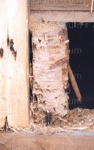 Photo: Rot and borer, Christ Church Russell restoration 2001; 02/13/6