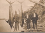 Photo: Three men with gamefish, 1924; 97/640