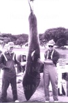 Photo: Nat (R) and Adam (L) Davey with great white shark caught from "Messina", 1997; 97/1745/2