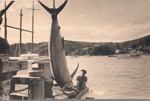 Photo: Les Blomfield with gamefish, Russell wharf, c1950's; 97/651