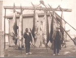 Photo: Frank Fowler (L) and Tui Brooker (R) with six gamefish, c1925; 97/631