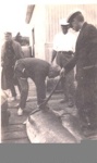 Photo: Tui Brooker, Jack Williams and Leon Warne with gamefish, Russell wharf; 97/634
