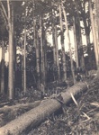 Photo: Kauri log and six bushmen; 01/137