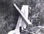 Photo: Kauri log cut in quarters; 01/132