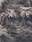 Photo: Tree ferns; 01/114