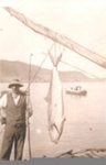 Three photos: a) angler with yellowtail. b) shark and Mr. White Wickham. c) angler with fish on boat; 97/643