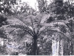 Photo: Tree fern and kauri trunk autographed by T W Collins and A H Reed; 01/121