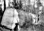 Photo: Tree felled in Omahuta Forest 1908; 07/18