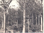 Photo: Kauri trees Trounson Park; 01/122