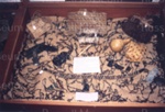 Photo: Case 11 - Maori taonga - tiki, flax work; 97/117/8