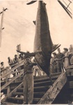 Photo: Angler with gamefish, (?) Russell wharf; 97/633