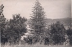 Photo: Norfolk Island pine at Te Wahapu, 1954; 97/1162