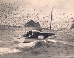 Photo: "Ozone" owner Harry Vipond, off Piercy Island; 97/649