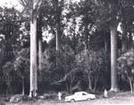 Photo: Two men (A H Reed left) and two women with car under Kauri tree; 01/150
