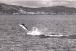 Photo: Skipping marlin; 97/669
