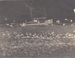 Photo: Launch trolling for bait off Piercy Island; 97/664