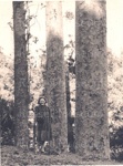 Photo: American visitor with kauri near Russell; 01/154