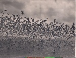 Photo: Gulls feeding on shoal fish off Cape Brett; 97/663