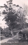 Photo: York Street, Russell from near the Methodist Church, c1915; 97/881