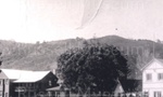 Photo: Bellgrove, Police Station and The Gables, Russell; 97/1037